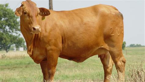 I have had many different cattle over the years. . Disadvantages of beefmaster cattle